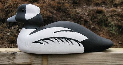 bufflehead.jpg