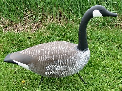 cangoose.jpg