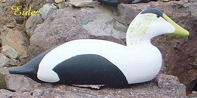 eider.jpg
