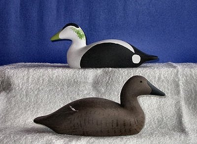 eidermini.jpg