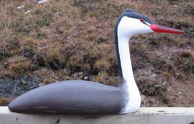 grebe.jpg
