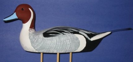 pintail.jpg