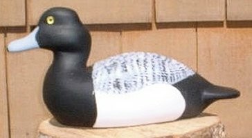 scaup.jpg