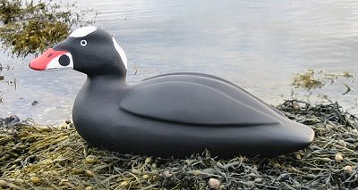 scootersurfrai.jpg